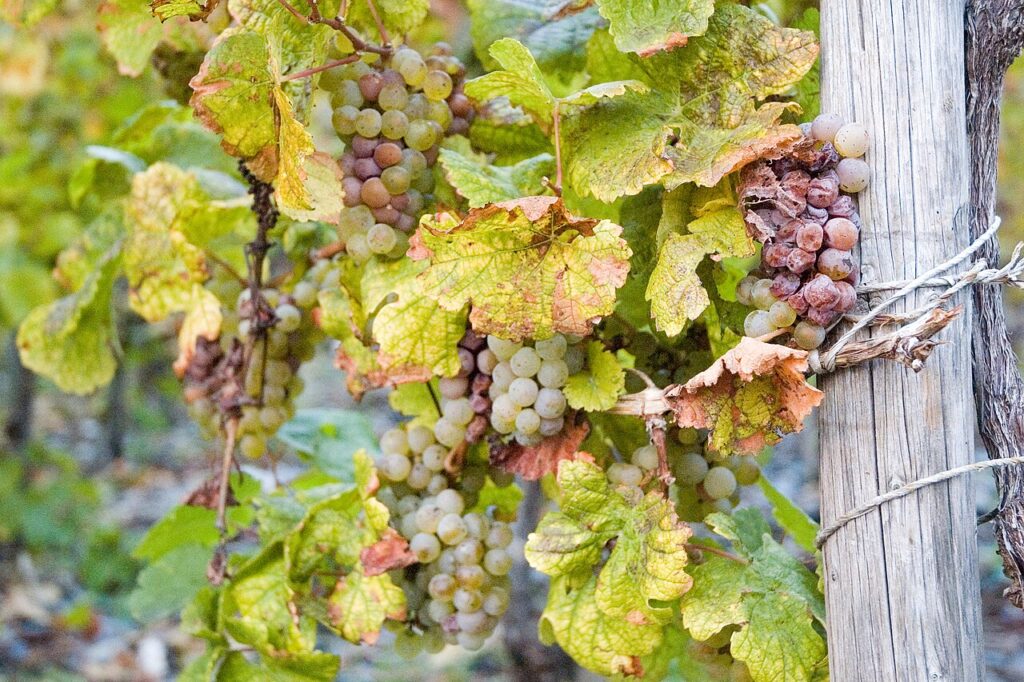 Close-up of Wehlener Sonnenuhr grapes on the vine, highlighting their deep hue and lush foliage surrounding them.