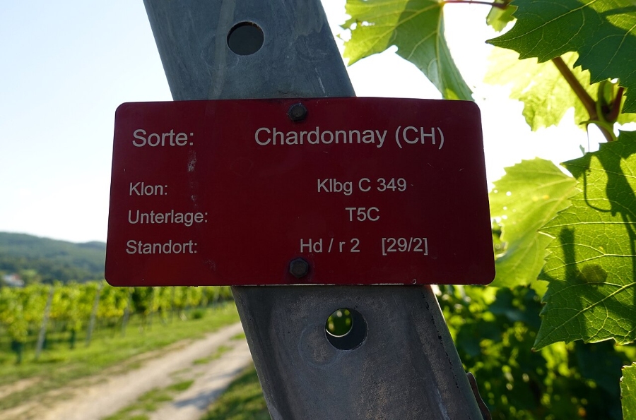 Vineyard sign on a pole displaying the word "Chardonnay" in bold letters against a natural backdrop.