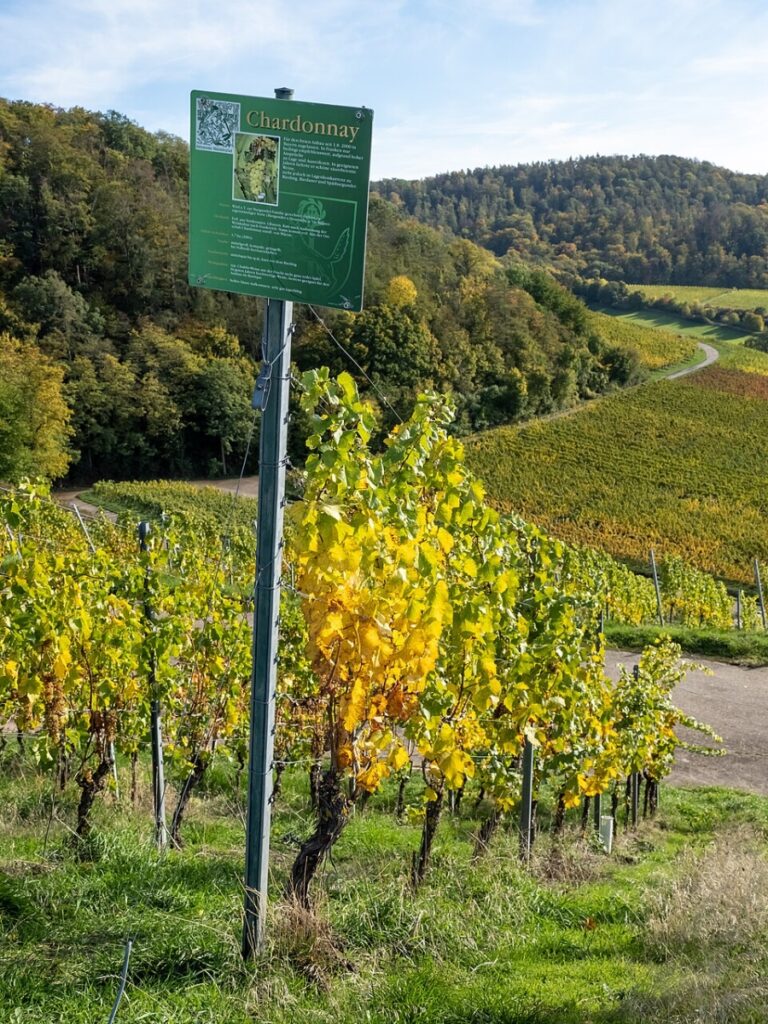 Informational sign about Chardonnay in a vineyard, with lush grapevines visible in the background.