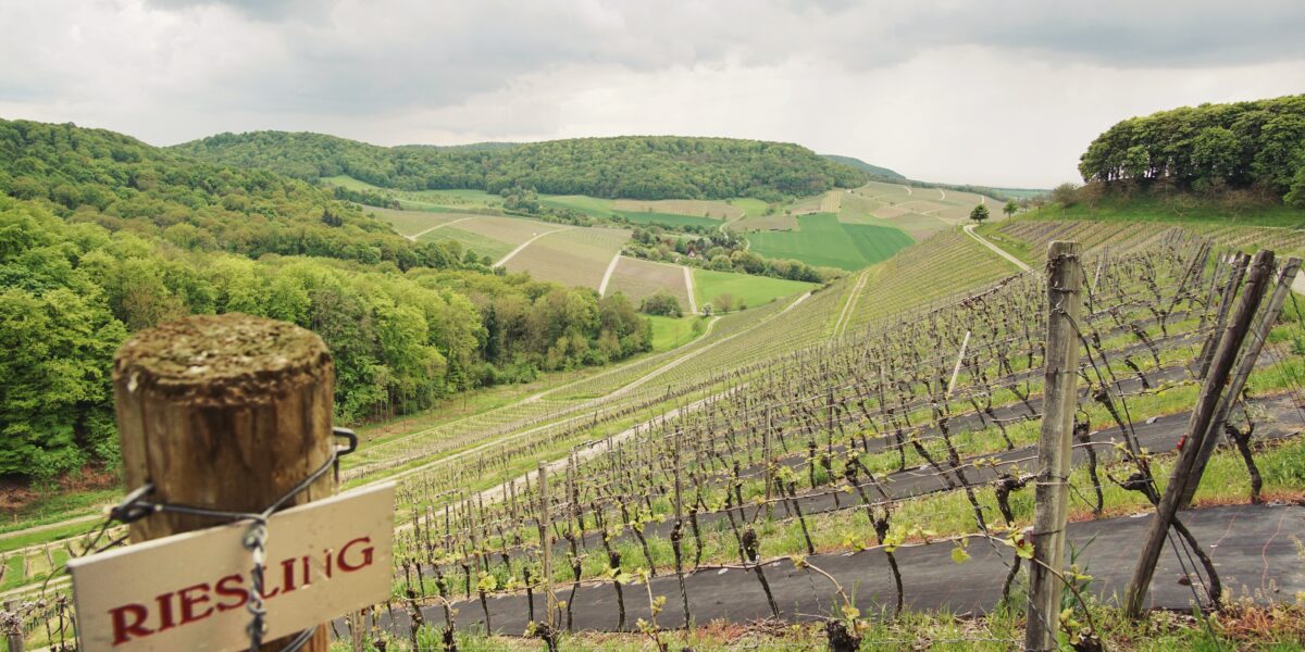 Sustainable German Riesling in 2026: VDP Certification, Organic Farming & Lighter Bottles