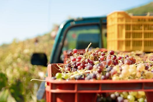 German Riesling Winemaking Guide: Viticulture, Fermentation & Cellar Choices