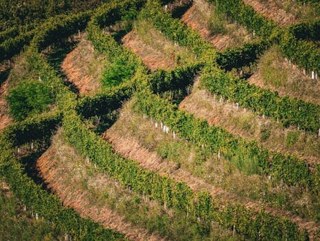 Mosel Wine Region: Riesling, Terroir, Styles and Travel