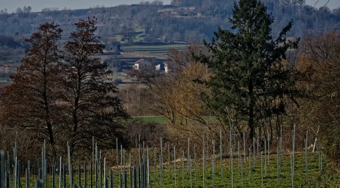 German Riesling Vintage Chart 2010–2024: Buying Guide