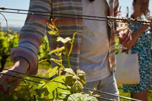 Rheingau Wine Tour from Frankfurt: Complete Day Trip Itinerary & Transit Planner