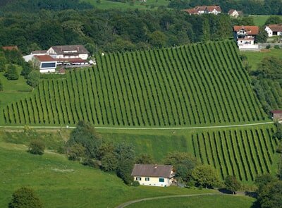 Sustainable German Riesling in 2026: VDP Certification, Organic Farming & Lighter Bottles